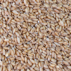 Wexford Whole Wheat – 5kg